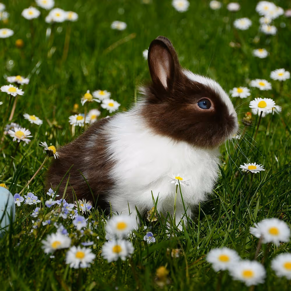 Young girl sitting with real-bearded Santa in decorated studio with Christmas tree and fireplace