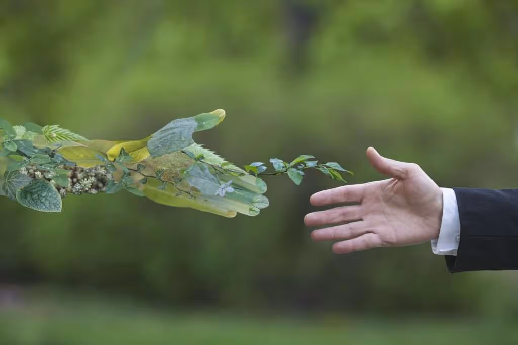 plant and human hand