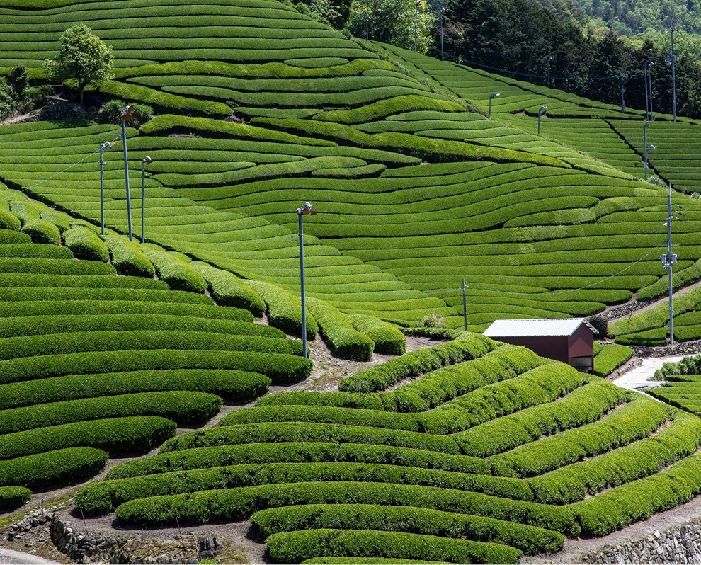 A lush, terraced green tea plantation in Wazuka, Japan, with neatly manicured rows of tea bushes rolling across the hillsides under bright daylight.