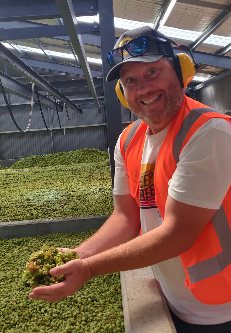 A smiling person wearing a safety vest, yellow ear protection, and a cap holds a handful of hops inside an industrial facility with large piles of the same material in the background.