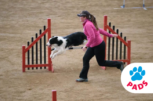 Big Dog is proud to give back to Pine Agility Dog Sports Club