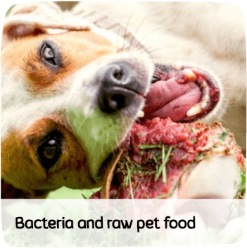 a thumbnail for a blog titled "bacteria and raw pet food"