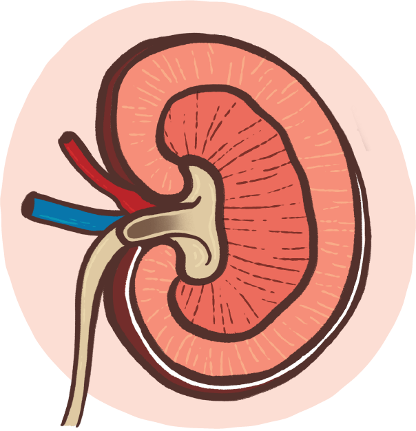 an illustration of a kidney