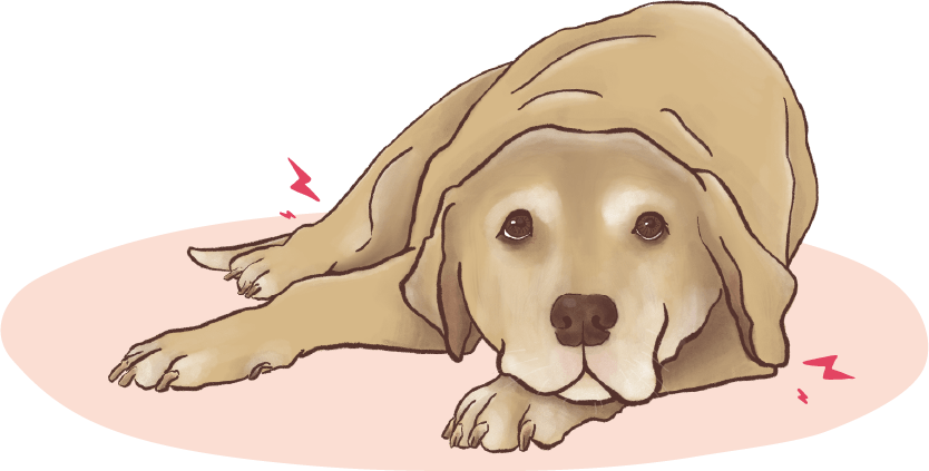 an illustration of an older dog indicating joint pain and stiffness when rising or getting up - "taking time to warm up"