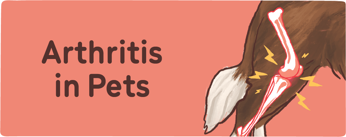 Arthritis in Pets title image