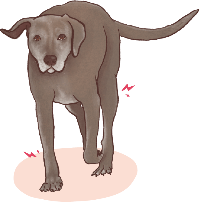 an illustration of an older dog, walking with indication of joint pain demonstrating a stiffer gait 