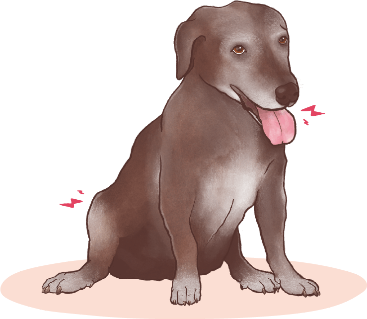 an illustration of an older dog sitting and panting indicating a reluctance to jump