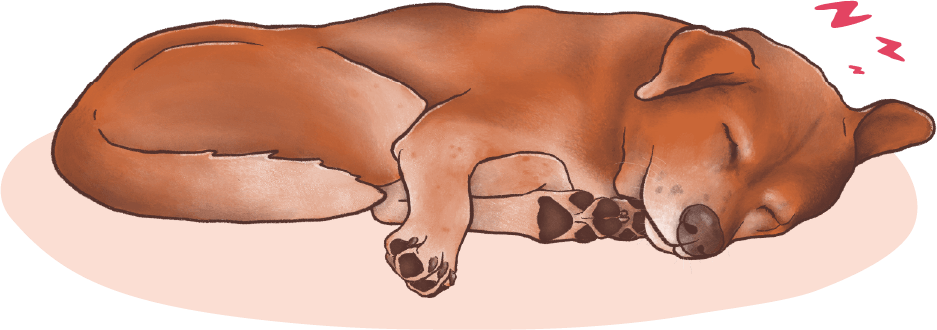 an illustration of an older dog curled up and sleeping
