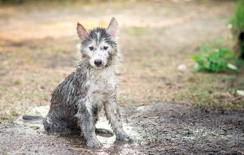 Husky puppy covered in mud from playing in the garden.