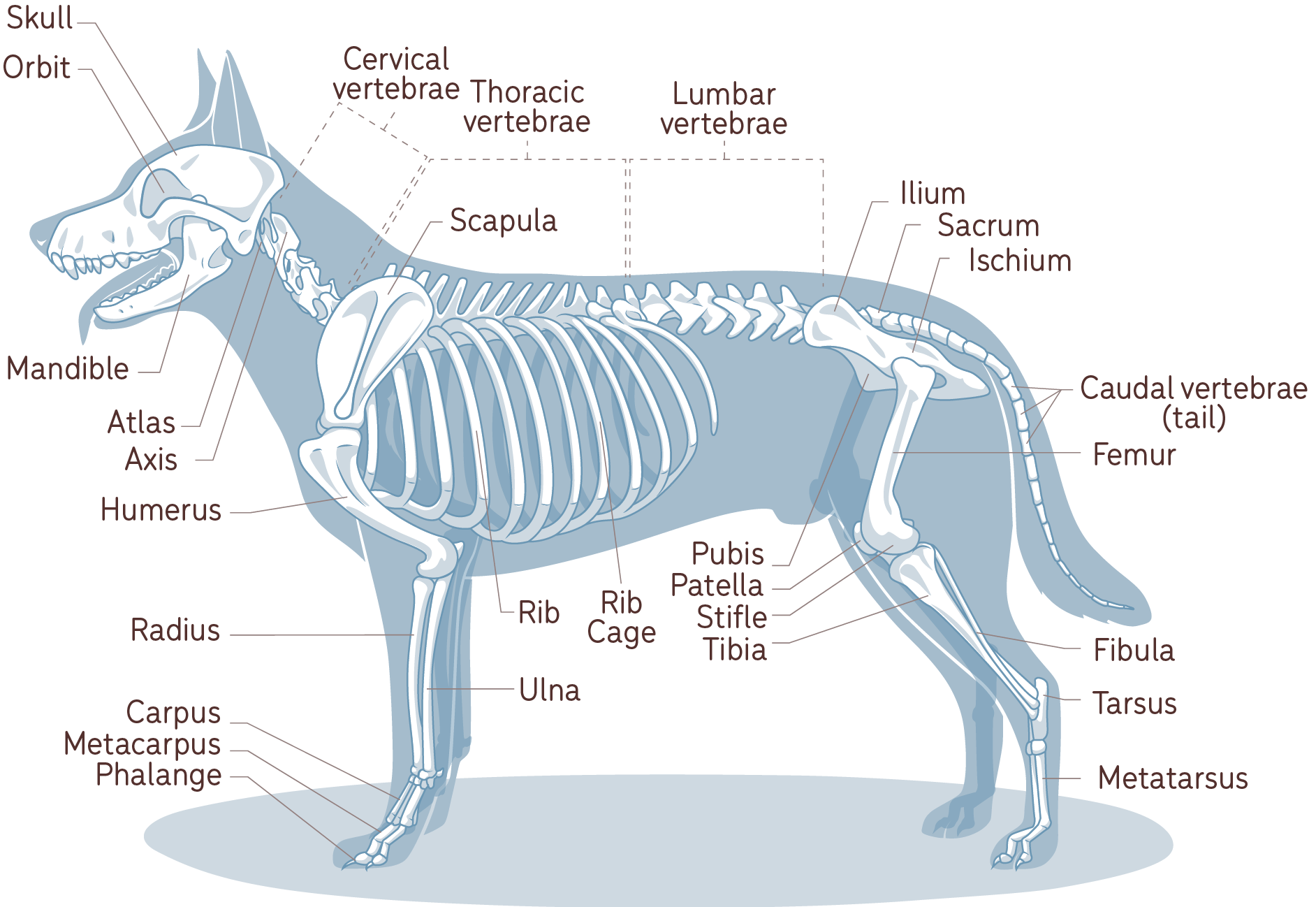 a diagram of basic dog anatomy - learn your dog's "normal"