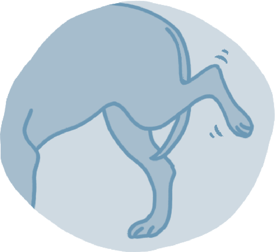 an illustration of a dog limping, favouring rear leg