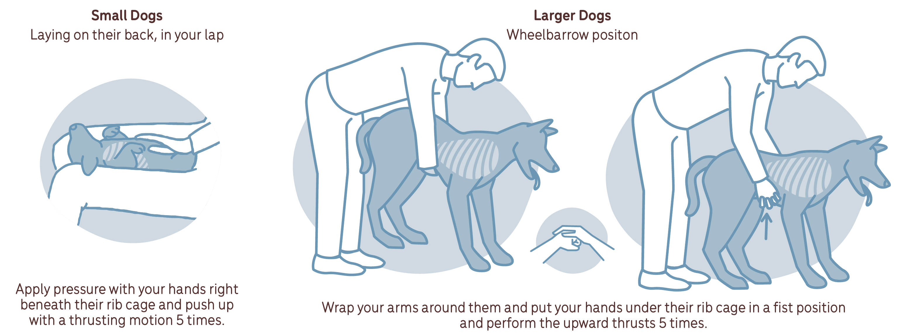 a diagram demonstrating the heimlich manoeuvre in dogs