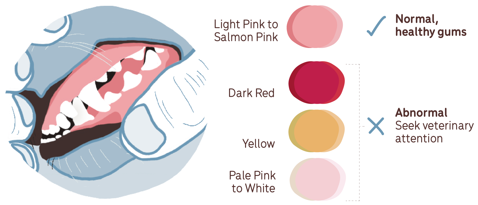 guide to gum colour in dogs