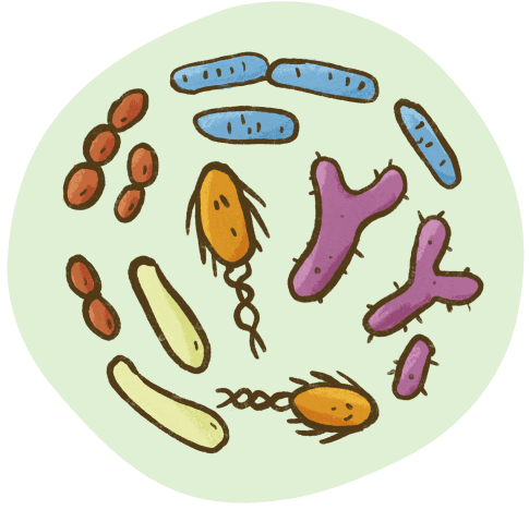 an illustration of gut microbiome
