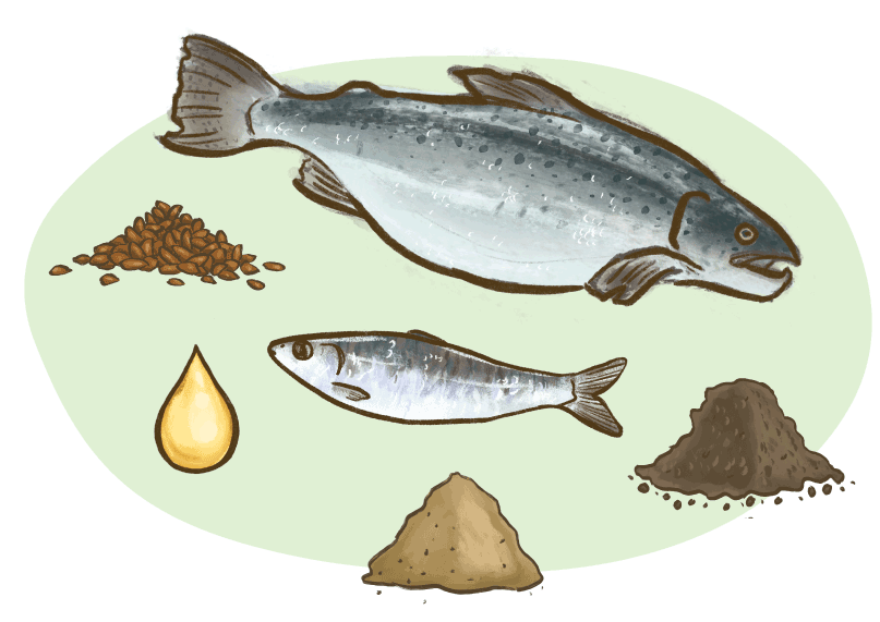an illustration of good fats
