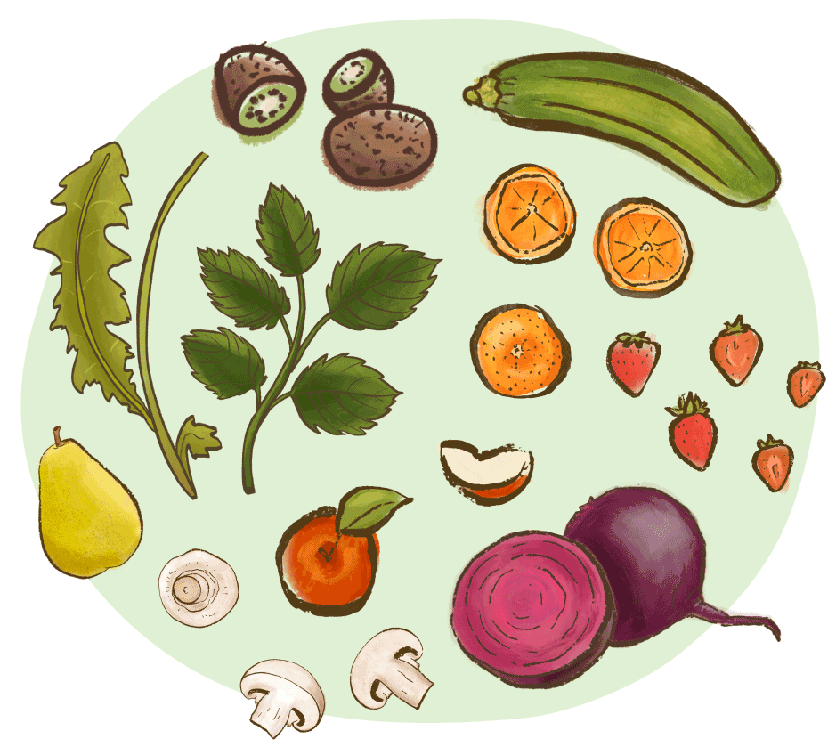 illustration of high value plants for a senior dog diet