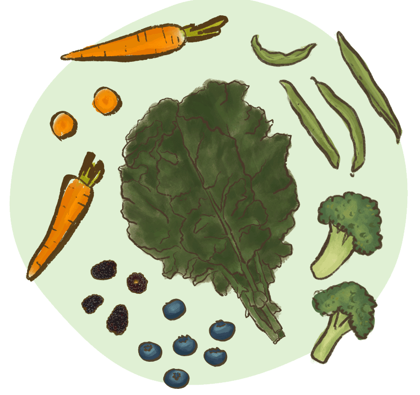 illustration of carbohydrate sources
