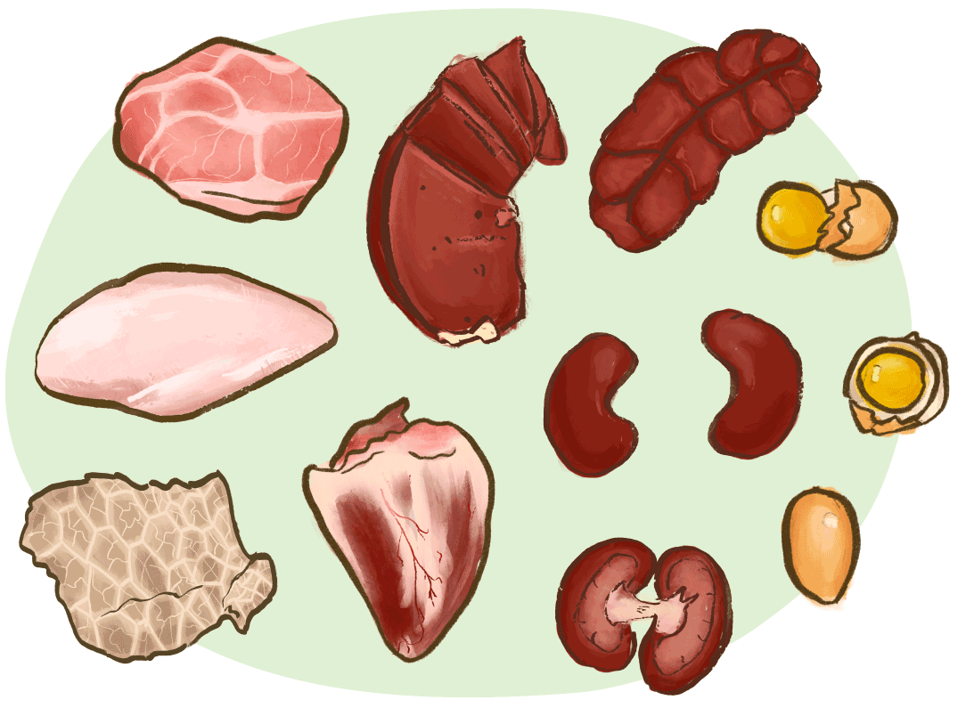 illustration of animal protein sources