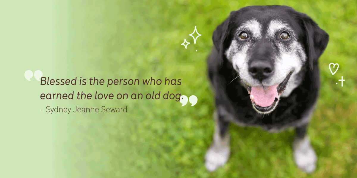 happy old dog with quote