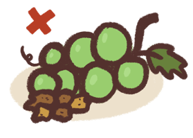 Raisins, Grapes and Sultanas are bad for dogs and cats