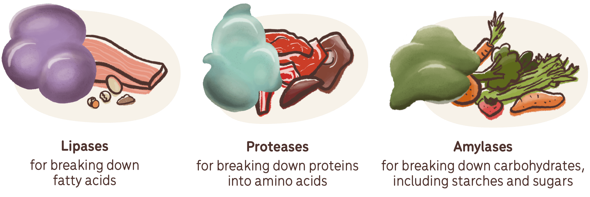 digestive enzymes - lipases proteases amylases
