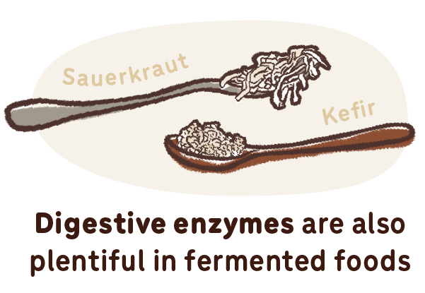fermented foods contain digestive enzymes