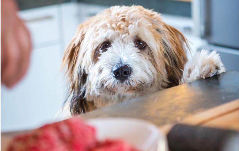 Dog watching as its food is being prepared in a bowl.