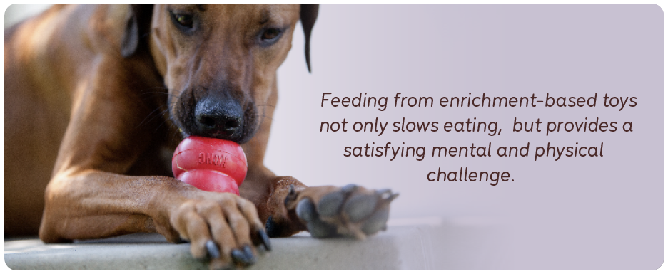 Image of a dog enjoying a KONG Classic with quote "Feeding from enrichment-based toys not only slows eating, but provides a satisfying mental and physical challenge. "