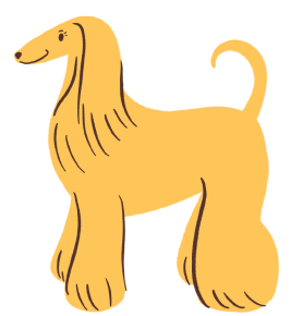 afghan hound