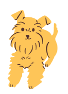 schnauzer