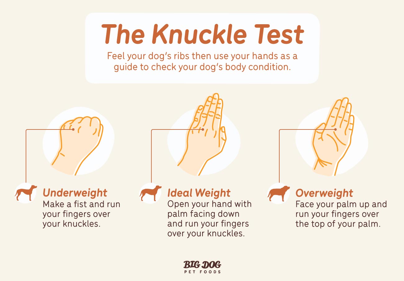 The Knuckle Test for checking your dog's weight