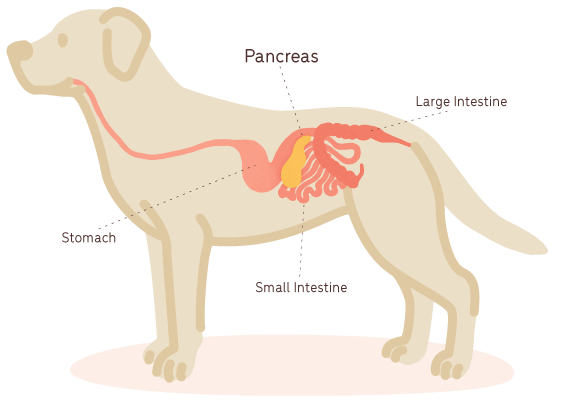 an illustration of the pancreas inside a dog