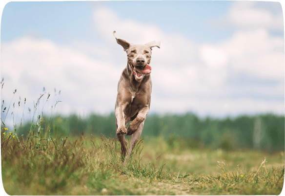 a happy dog running through a field to demonstrate vitality and wellbeing