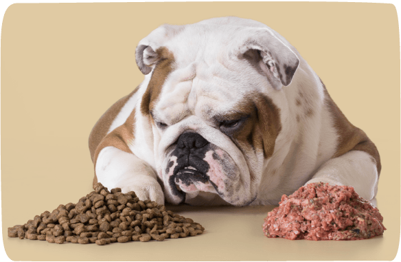an image of a bulldog looking at processed kibble vs. raw food