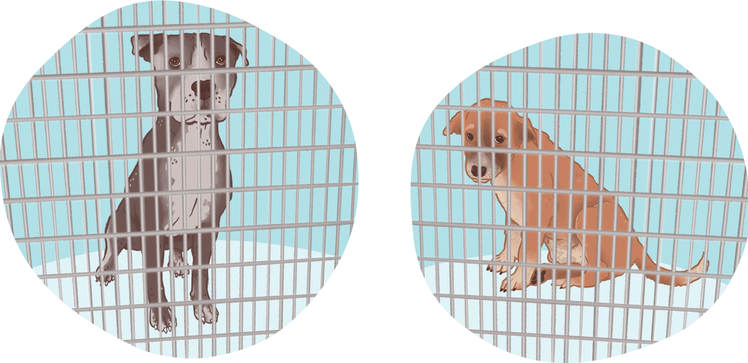 illustration of shelter dogs in kennel cages