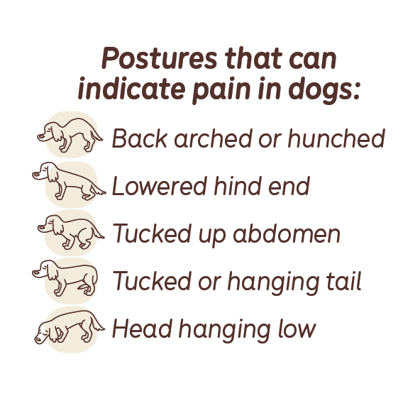 Postures that can indicate pain in dogs