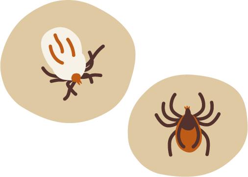Illustrations of a paralysis tick and a brown bush tick