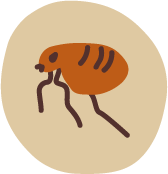 An illustration of a flea