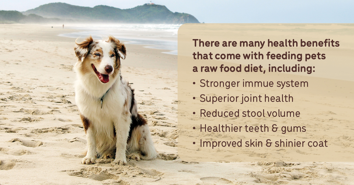 dog at beach & health benefits of raw food