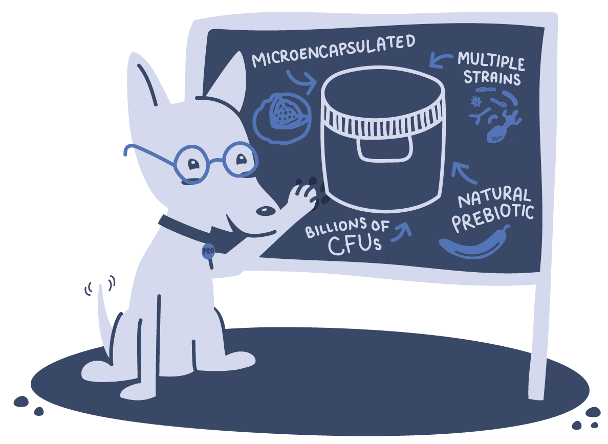 an illustration of a dog showing the benefits of big dog probiotics on a blackboard