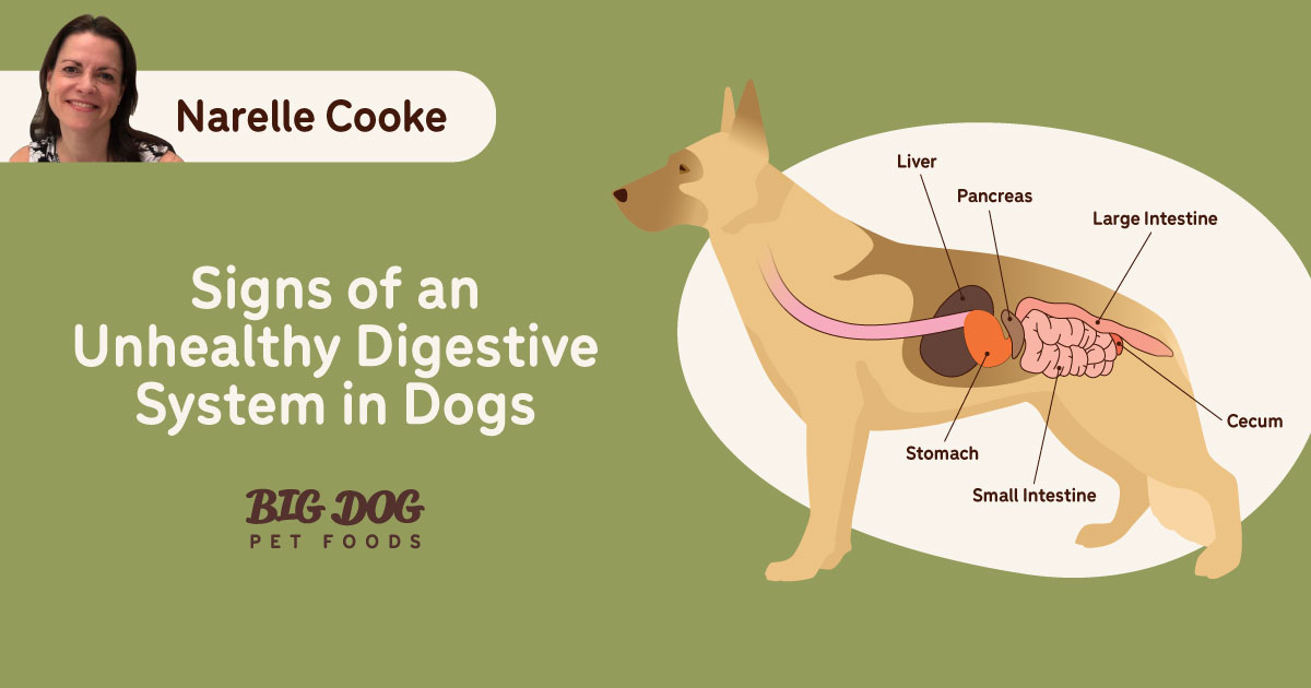 Signs of Unhealthy Dog: Warning Symptoms to Watch For