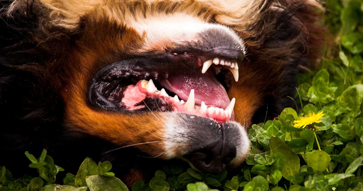 A upside down dog with its mouth open in the grass