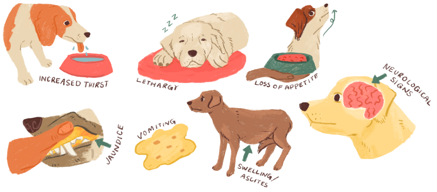 clinical signs of liver disease it pets