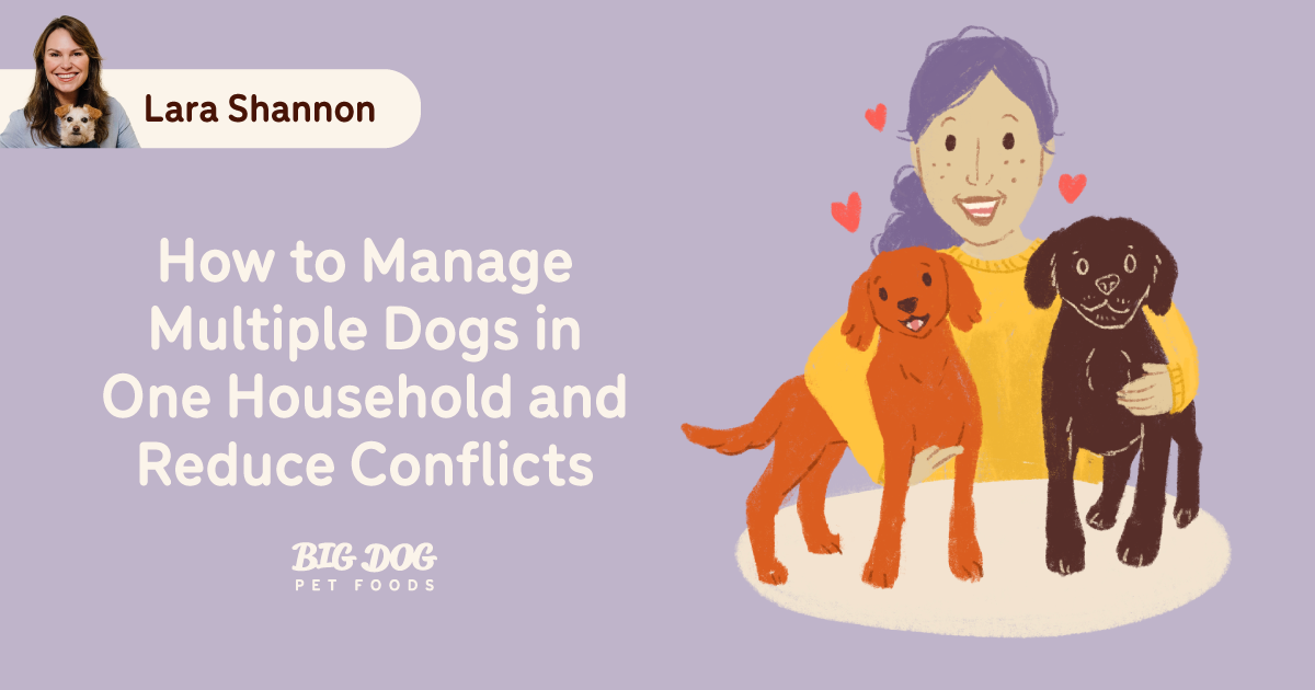 How to Manage Multiple Dogs in One Household and Reduce Conflicts - Guides  | Big Dog Pet Foods