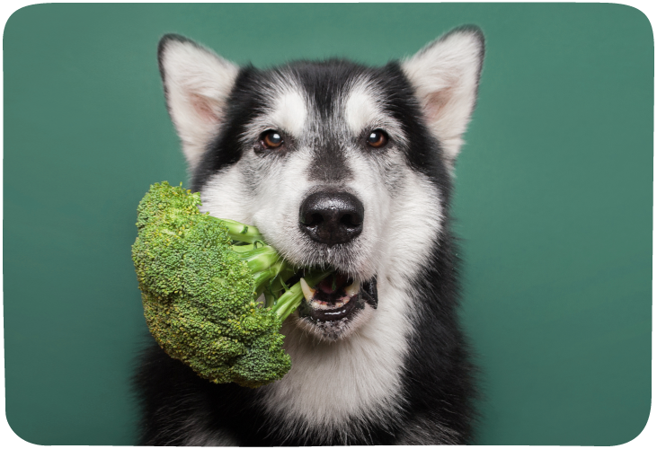 husky with broccoli