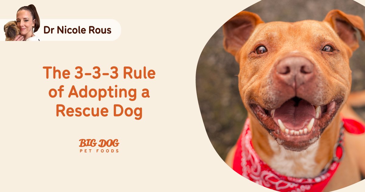 The 3-3-3 Rule of Adopting a Rescue Dog - Guides | Big Dog Pet Foods