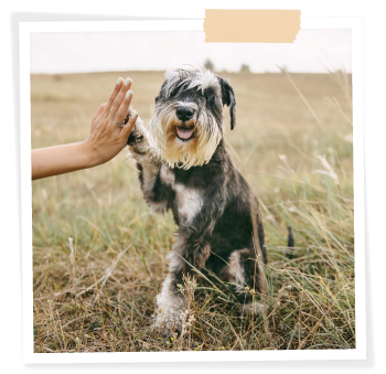 schnauzer dog high five trick