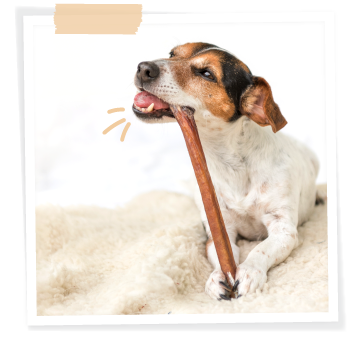 jack russell dog chewing natural treat