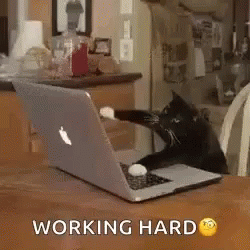 GIF image of cat working on a computer