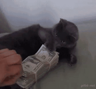 cat holding money